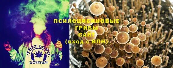 прущие грибы Беломорск